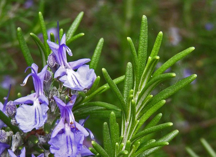 Rosemarinus Officinalis